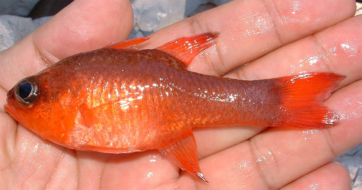Apogon, petit poisson rouge des grottes