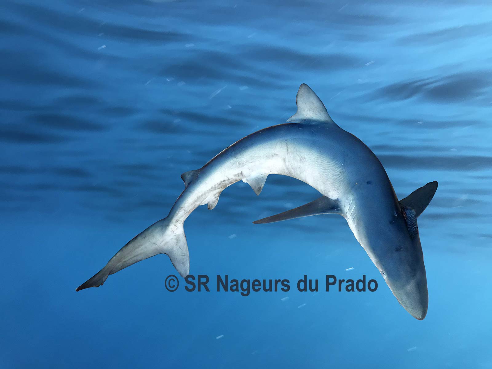 Requin peau bleue