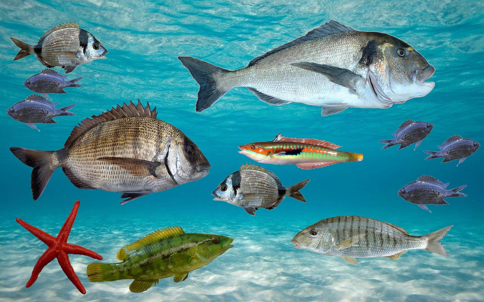 Poissons de la réserve de Carry
