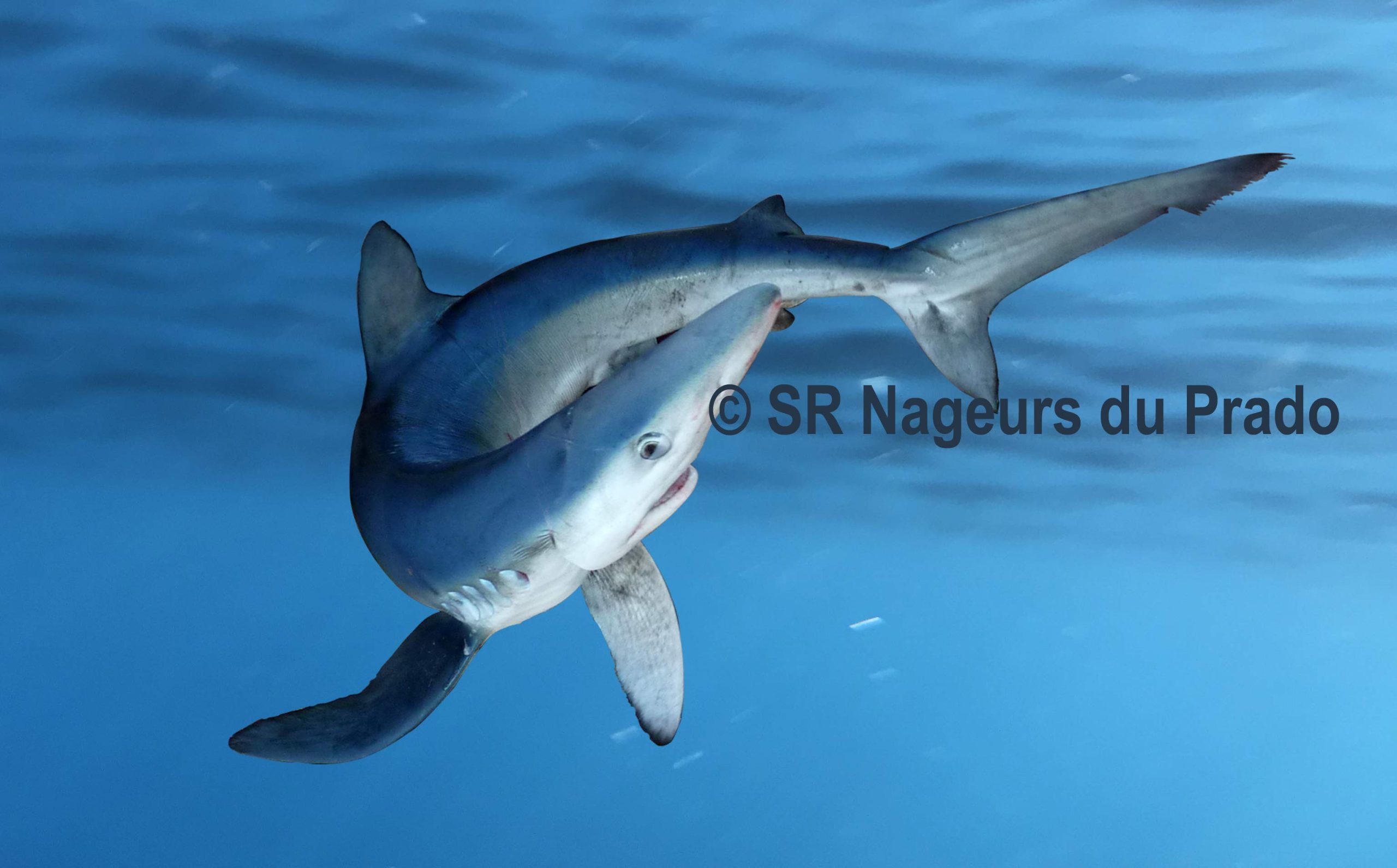 Requin peau bleue