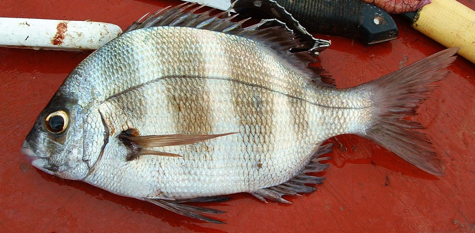 Sar tambour