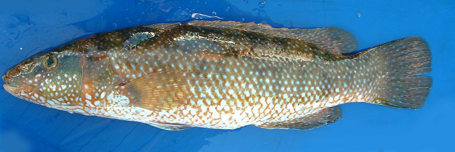 Poisson vieille