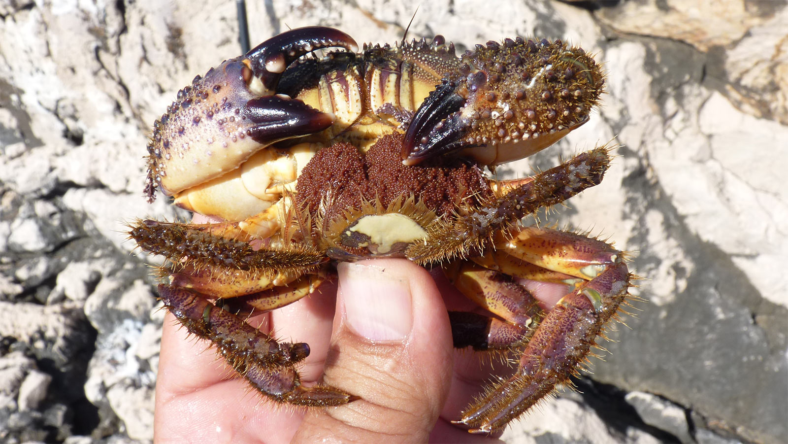 crabe poilu fiou pelan