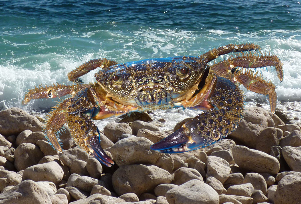 crabe poilu fiou pelan