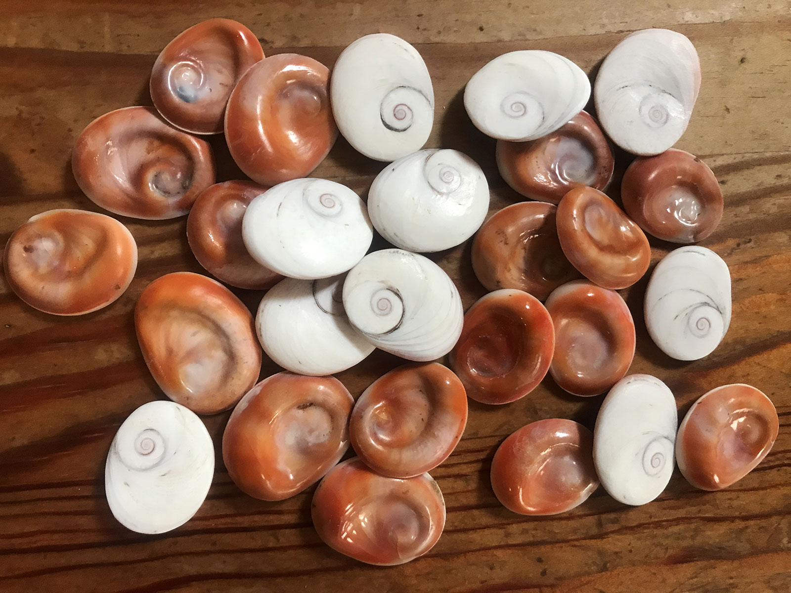 Yeux de Sainte Lucie polis sur leur face spiralée