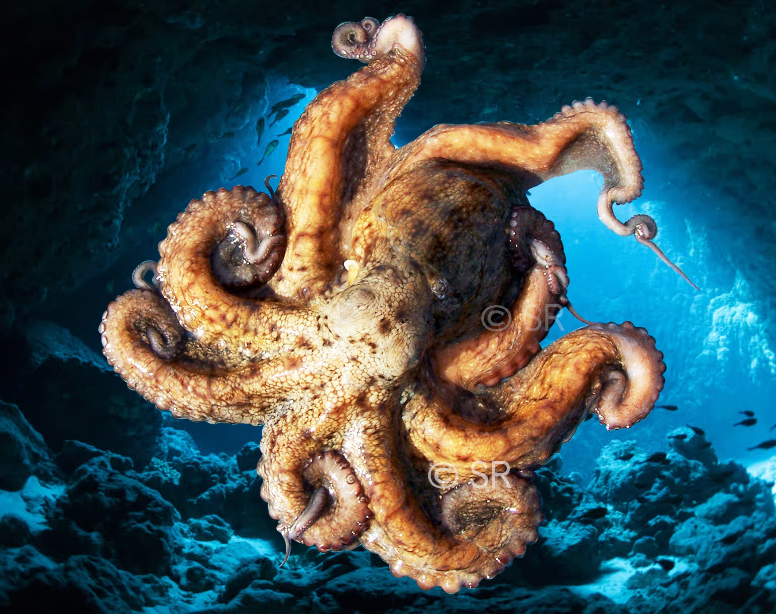 Poulpe, octopus