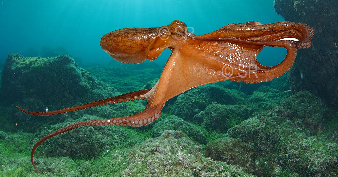 Poulpe, octopus